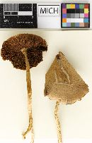 Psathyrella subvinacea image