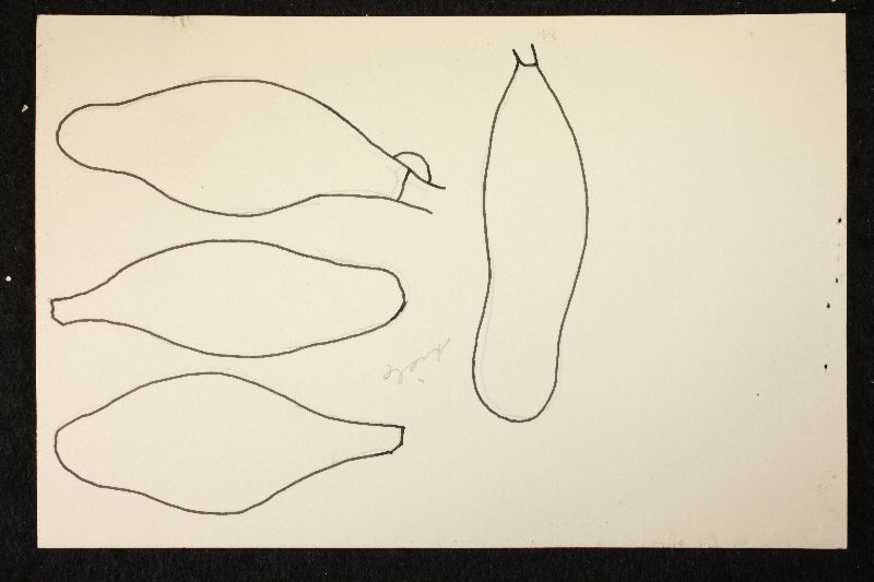Psathyrella subvolvata image