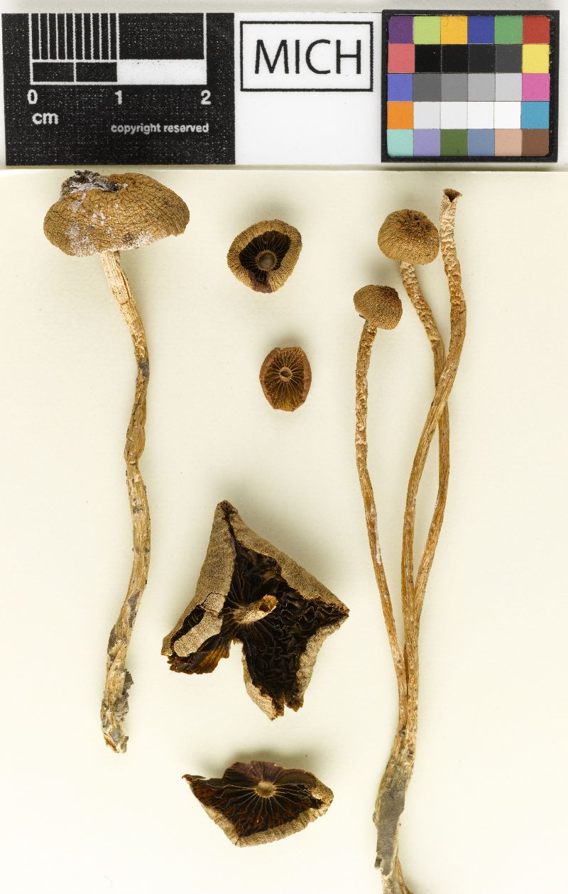 Psathyrella sumstinei image