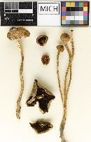 Psathyrella sumstinei image