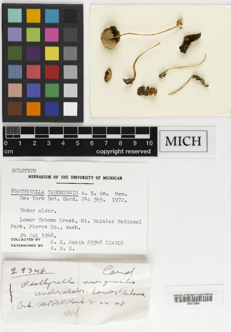 Psathyrella tahomensis image