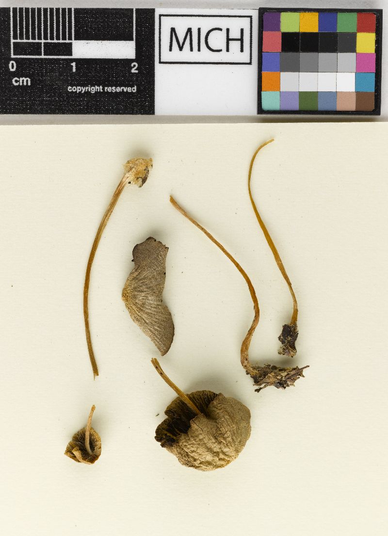 Psathyrella tahomensis image