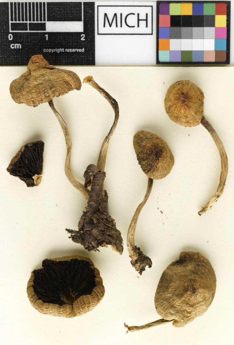 Psathyrella tahquamenonensis image