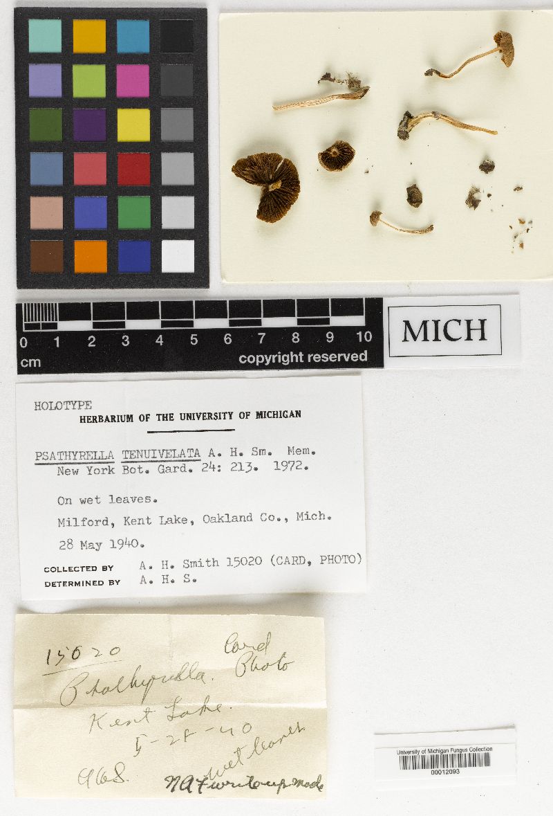 Psathyrella tenuivelata image