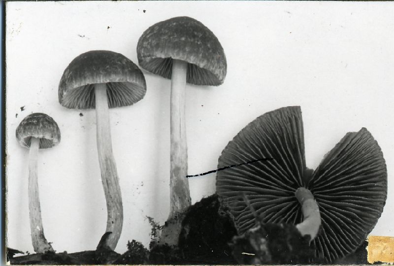 Psathyrella tenuivelata image