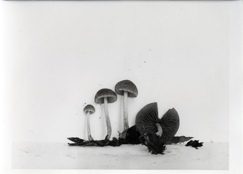 Psathyrella tenuivelata image