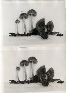 Psathyrella tenuivelata image