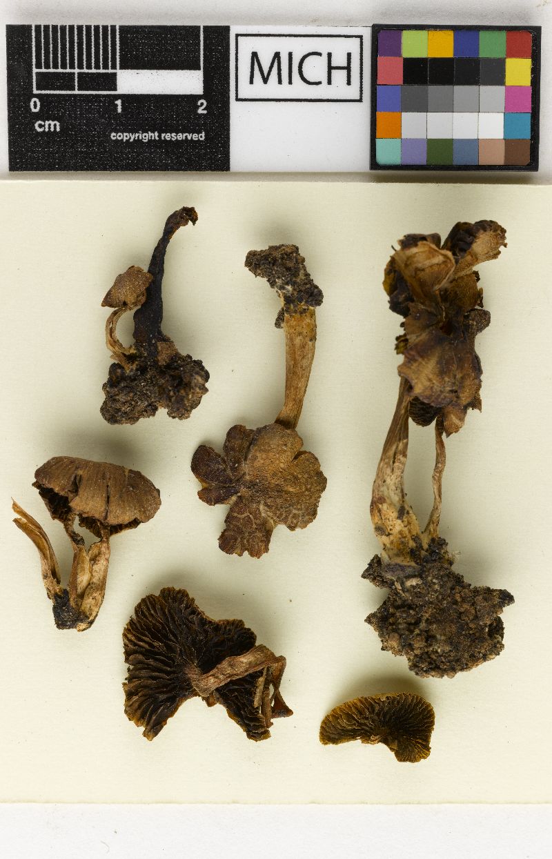 Psathyrella texensis image