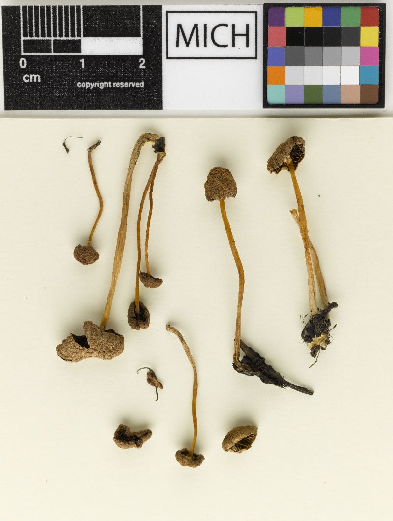 Psathyrella thujina image