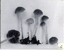 Psathyrella thujina image