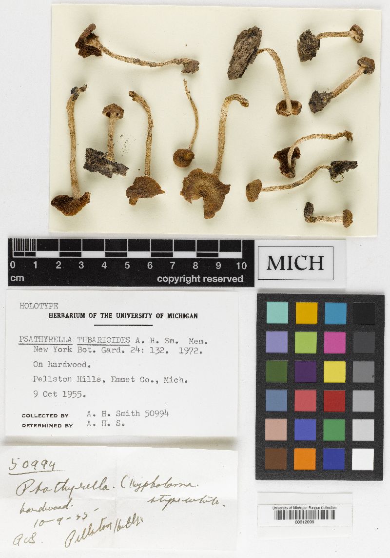 Psathyrella tubarioides image