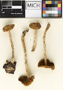 Psathyrella tubarioides image