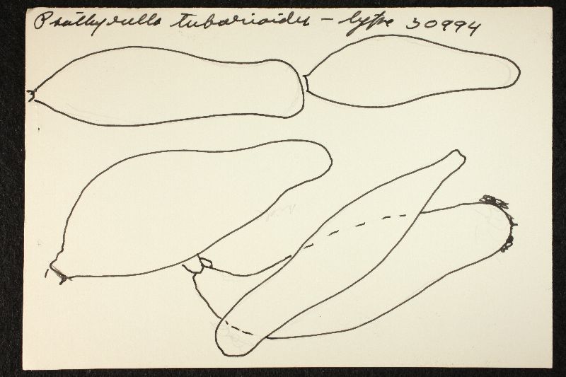 Psathyrella tubarioides image
