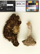 Psathyrella uliginicola image