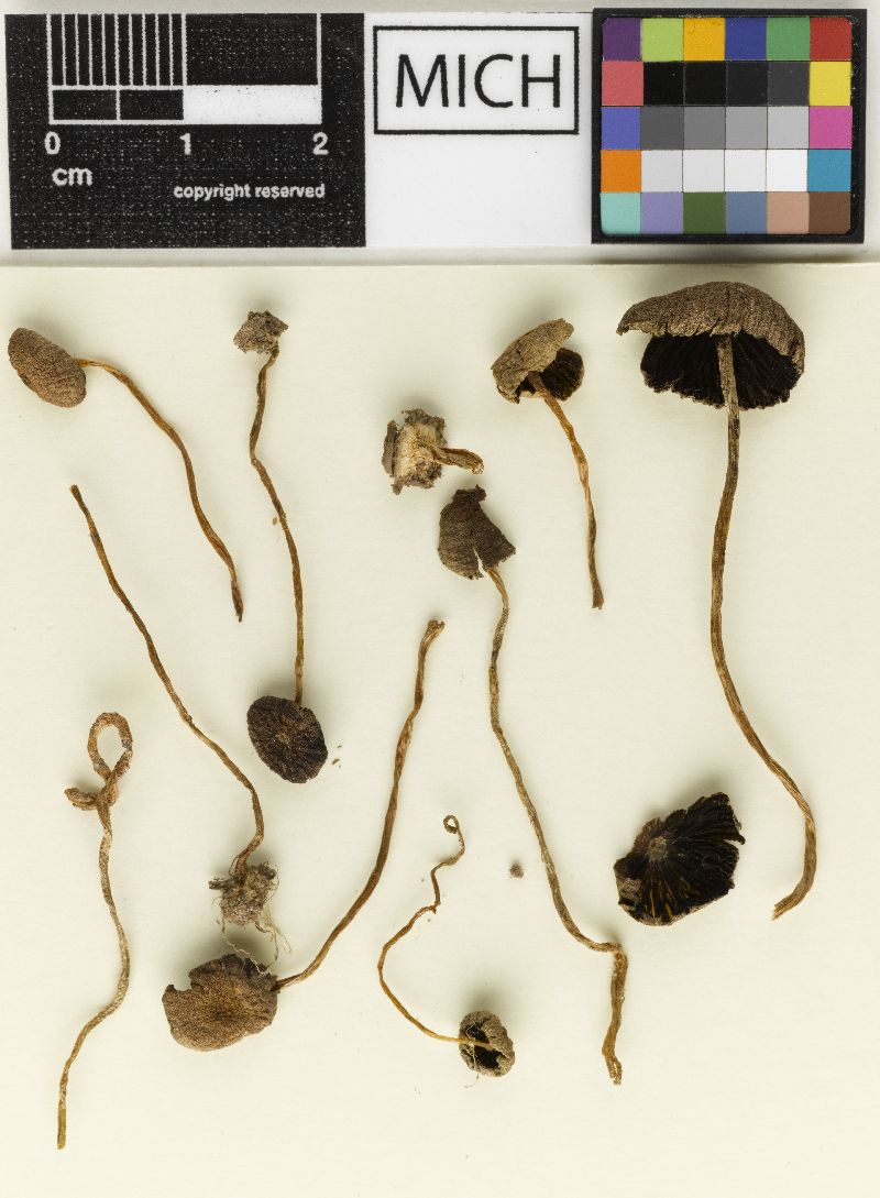 Psathyrella umbrinescens image