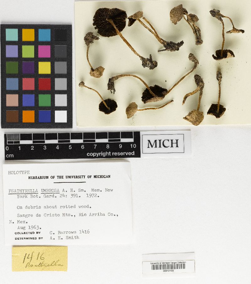Psathyrella umbrosa image