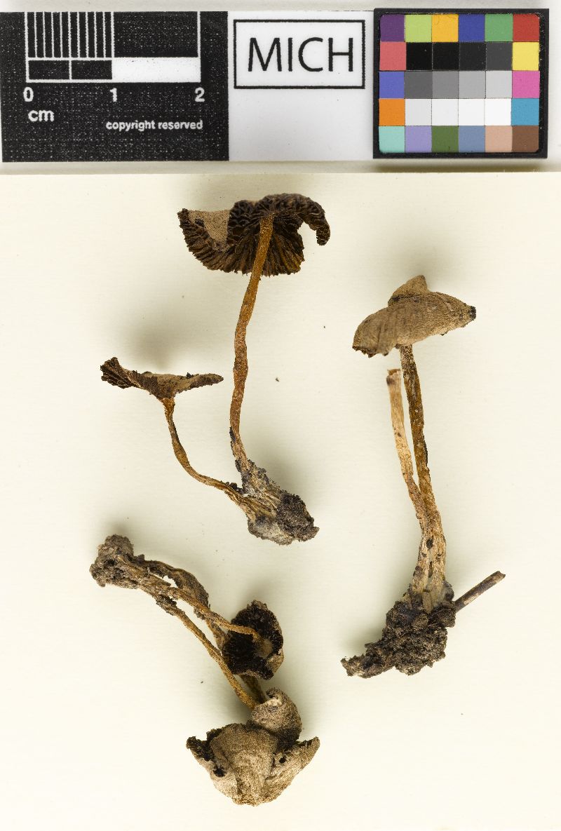 Psathyrella umbrosa image