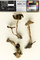 Psathyrella umbrosa image