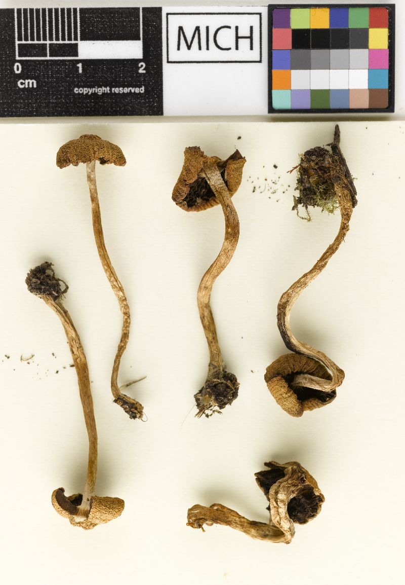 Psathyrella variabilissima image