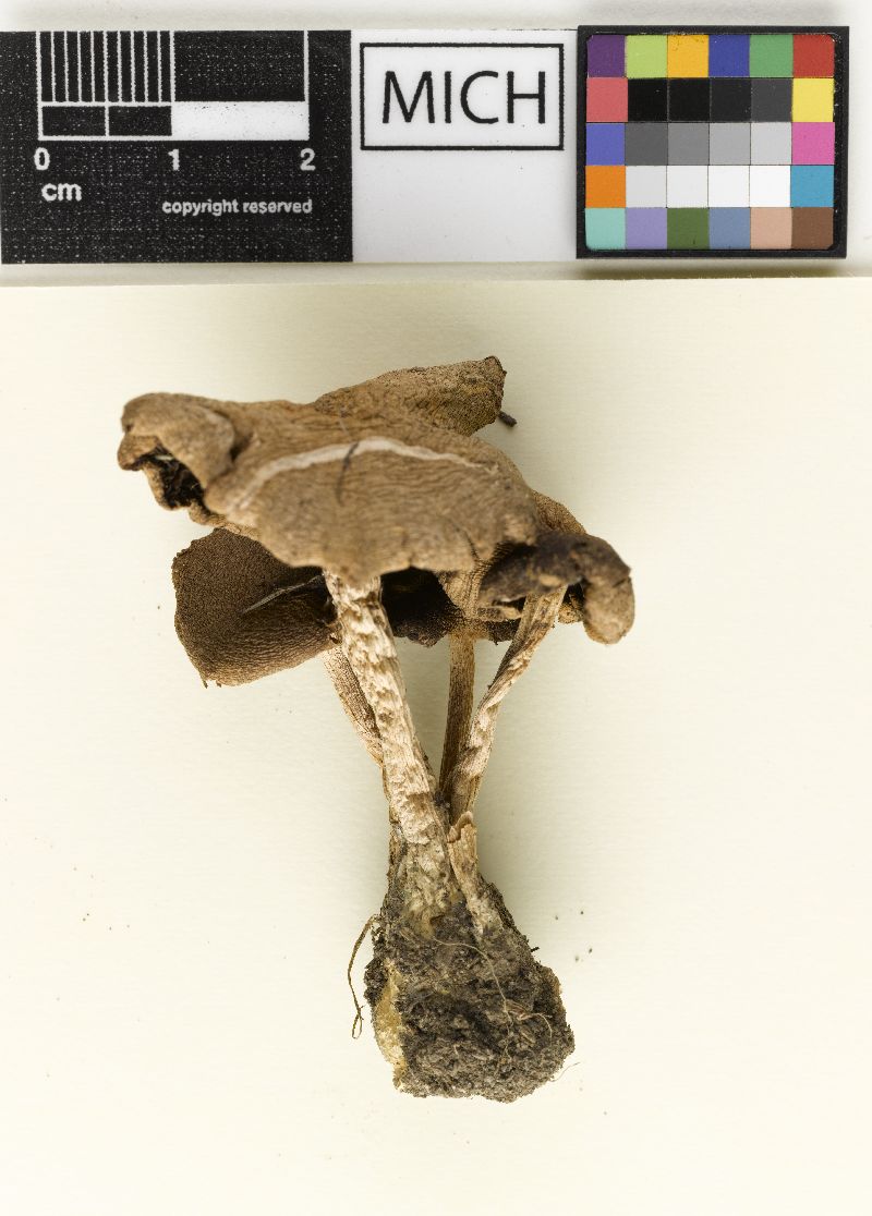 Psathyrella velatipes image