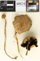 Psathyrella verna image