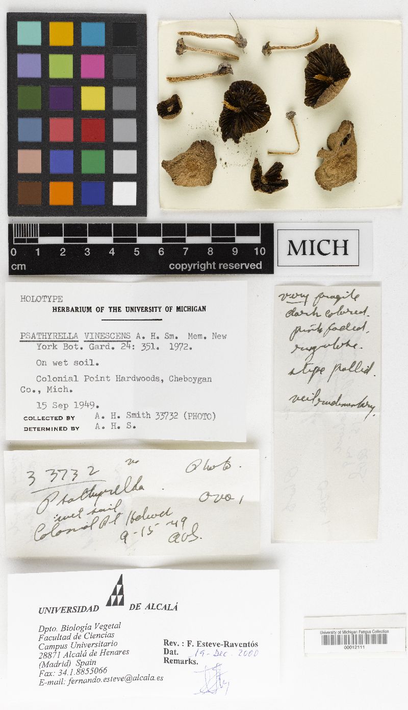Psathyrella vinescens image
