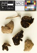 Psathyrella vinescens image