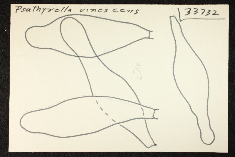 Psathyrella vinescens image