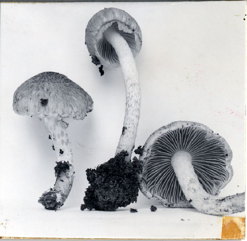 Psathyrella vinescens image