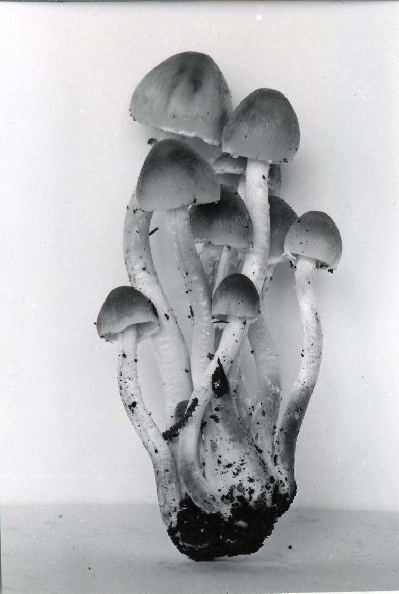 Psathyrella vinescens image