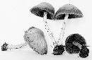 Psathyrella vinescens image