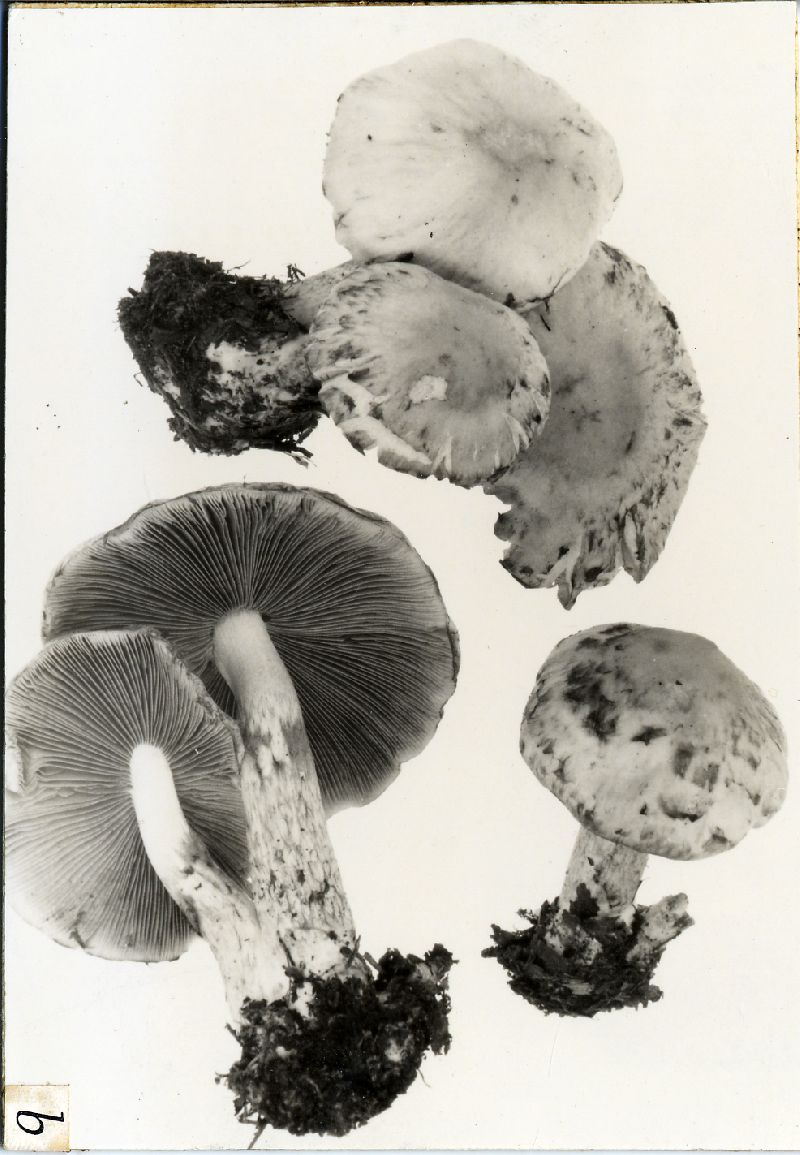 Psathyrella waltersii image