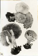 Psathyrella waltersii image