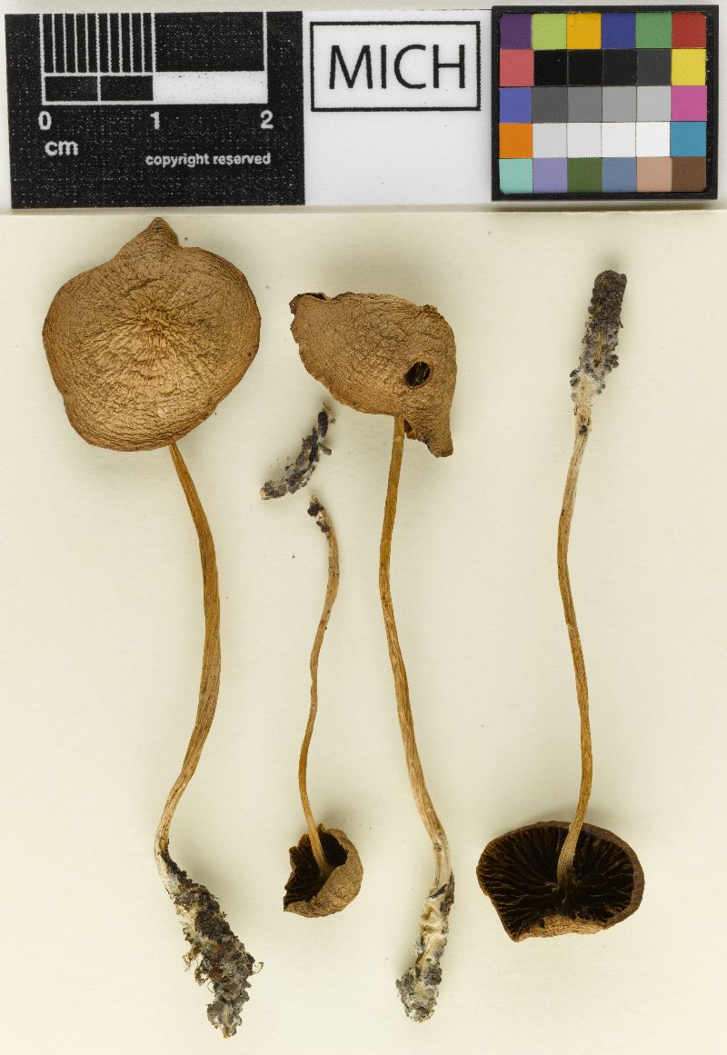 Psathyrella wilsonensis image