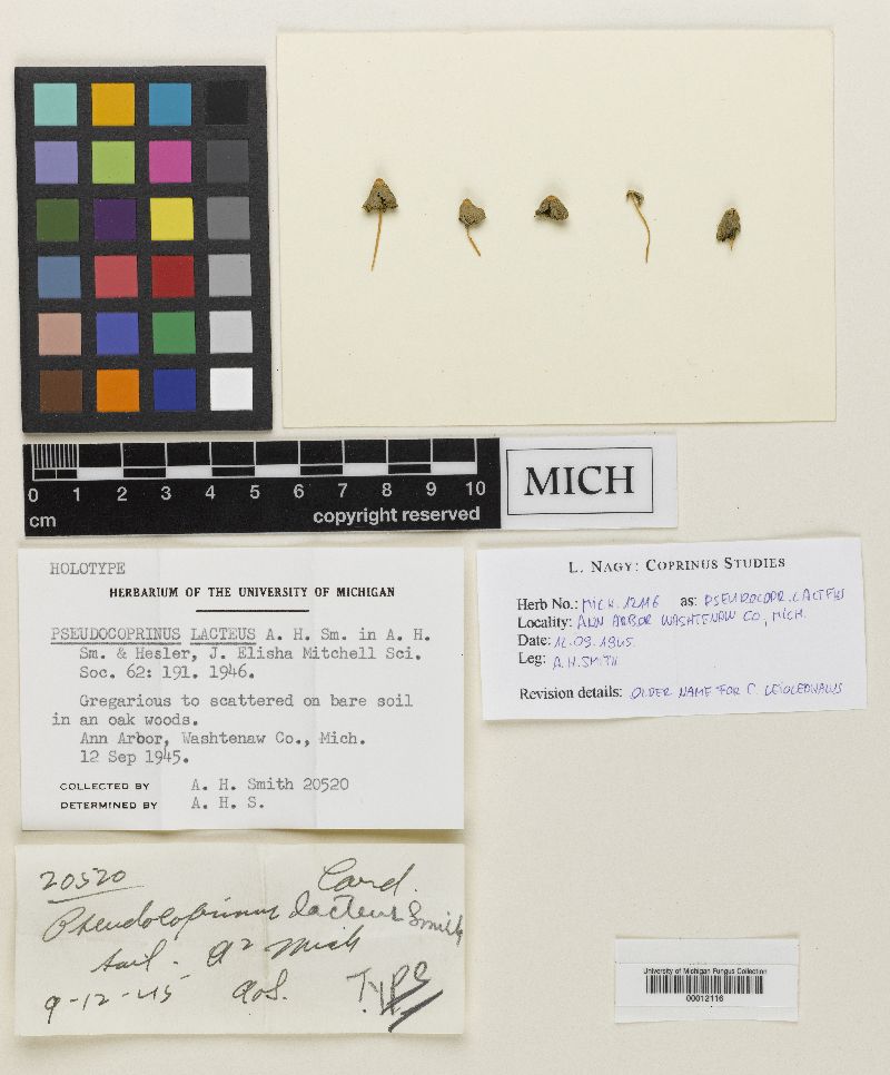 Pseudocoprinus lacteus image