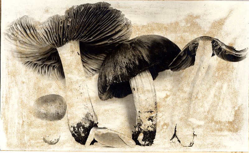 Psilocybe larga image