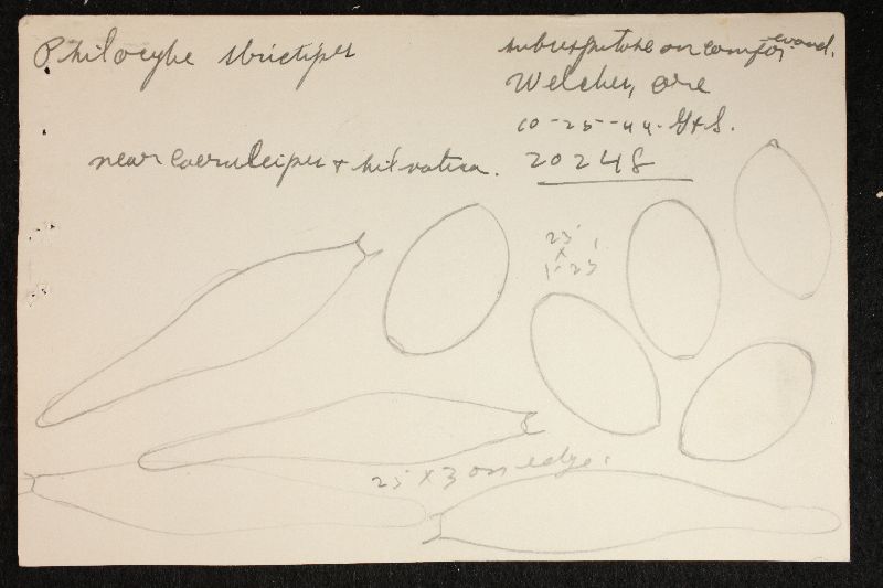 Psilocybe strictipes image