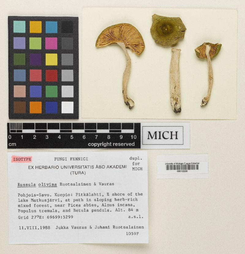 Russula olivina image