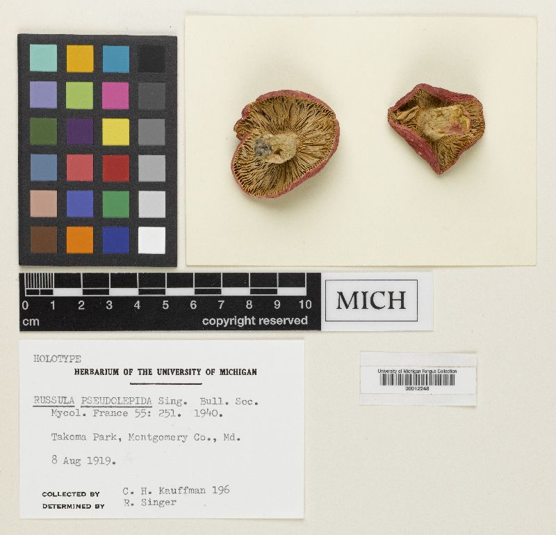 Russula pseudolepida image