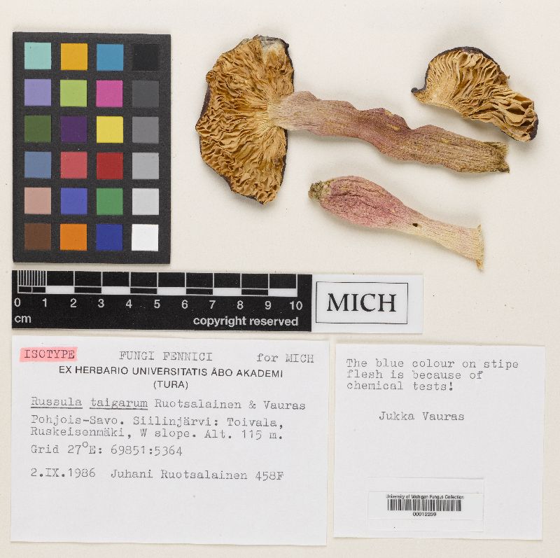 Russula taigarum image