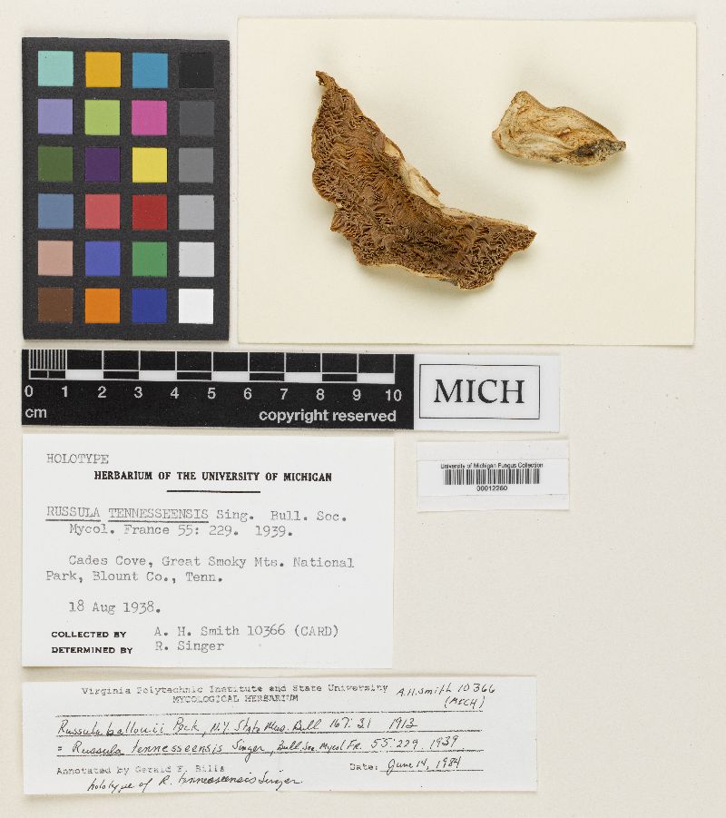 Russula tennesseensis image