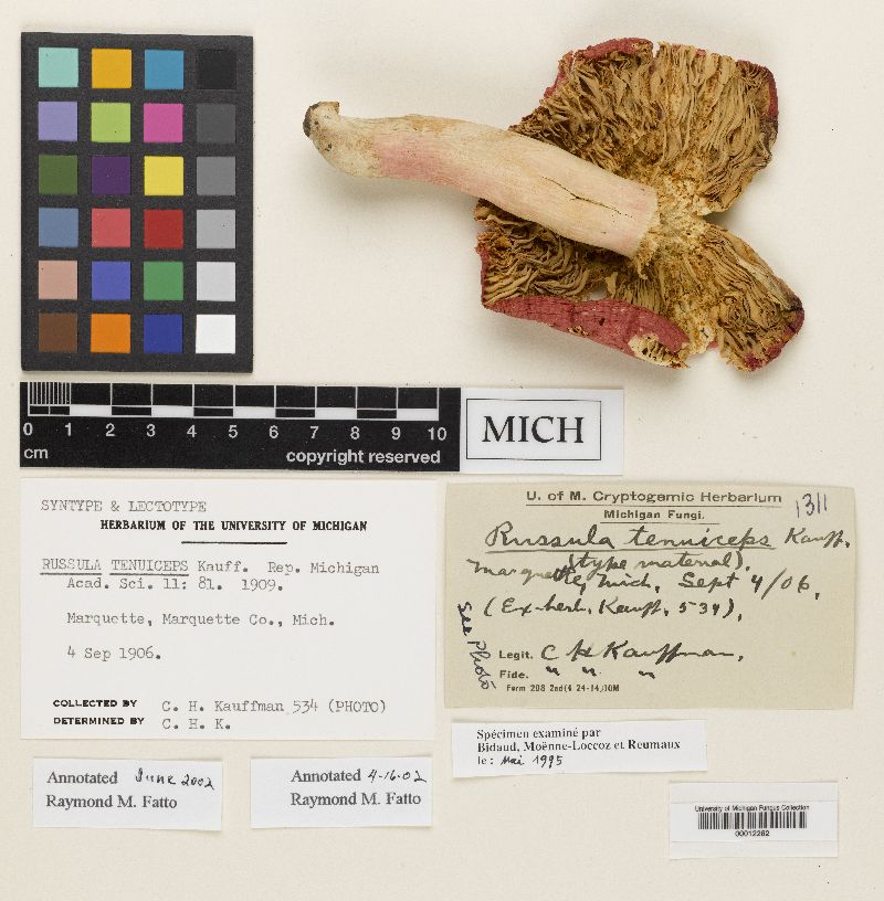 Russula tenuiceps image