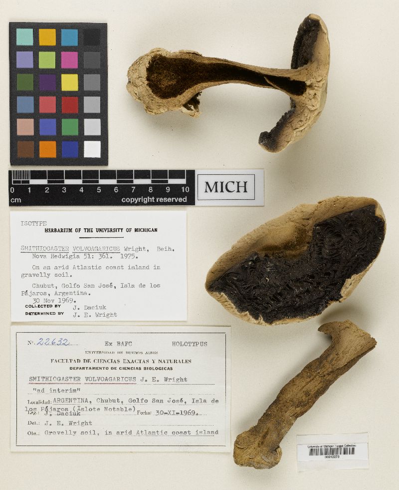 Smithiogaster volvoagaricus image