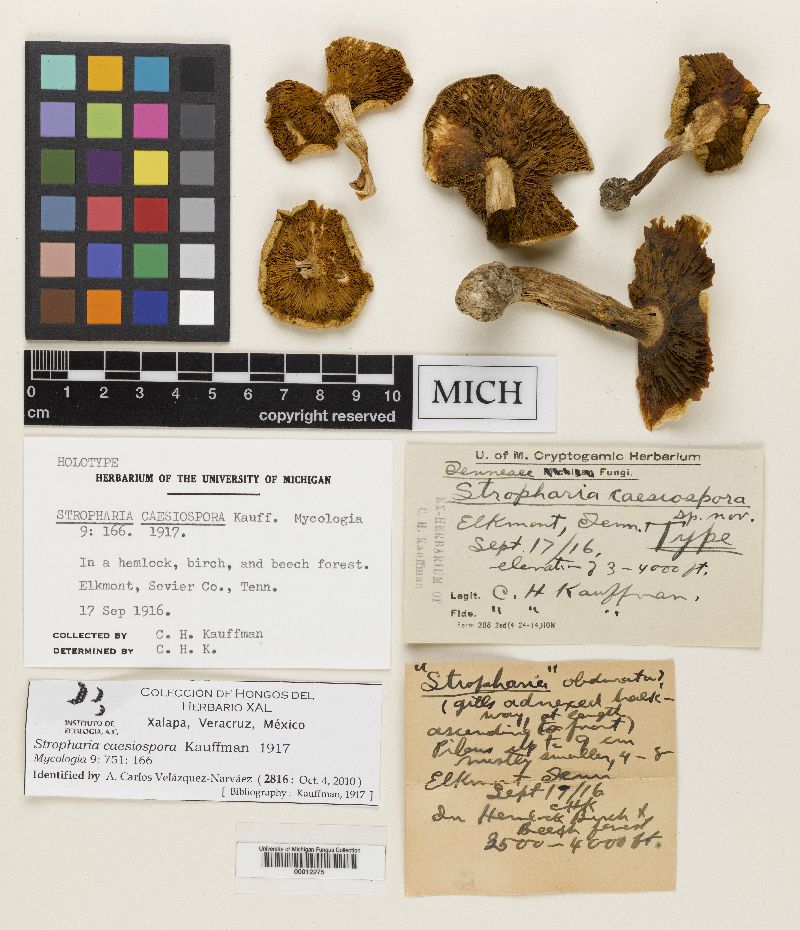 Stropharia caesiospora image