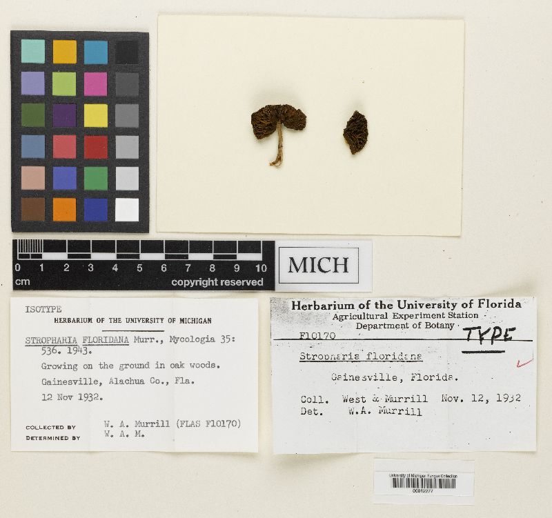 Stropharia floridana image