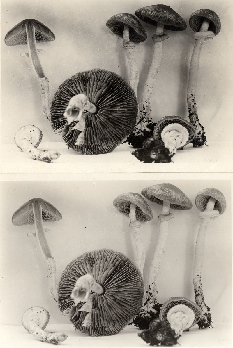 Stropharia fragilis image