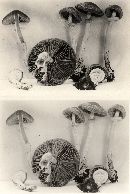 Stropharia fragilis image