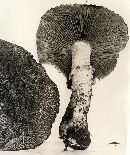 Stropharia kauffmanii image