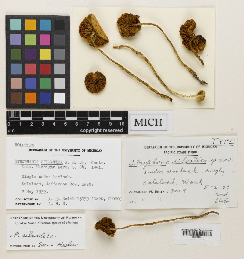 Stropharia silvatica image