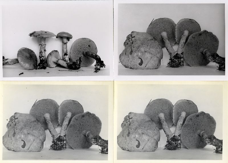 Suillus acidus var. intermedius image
